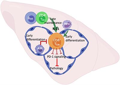 Age-Related Dynamics of Lung-Resident Memory CD8+ T Cells in the Age of COVID-19